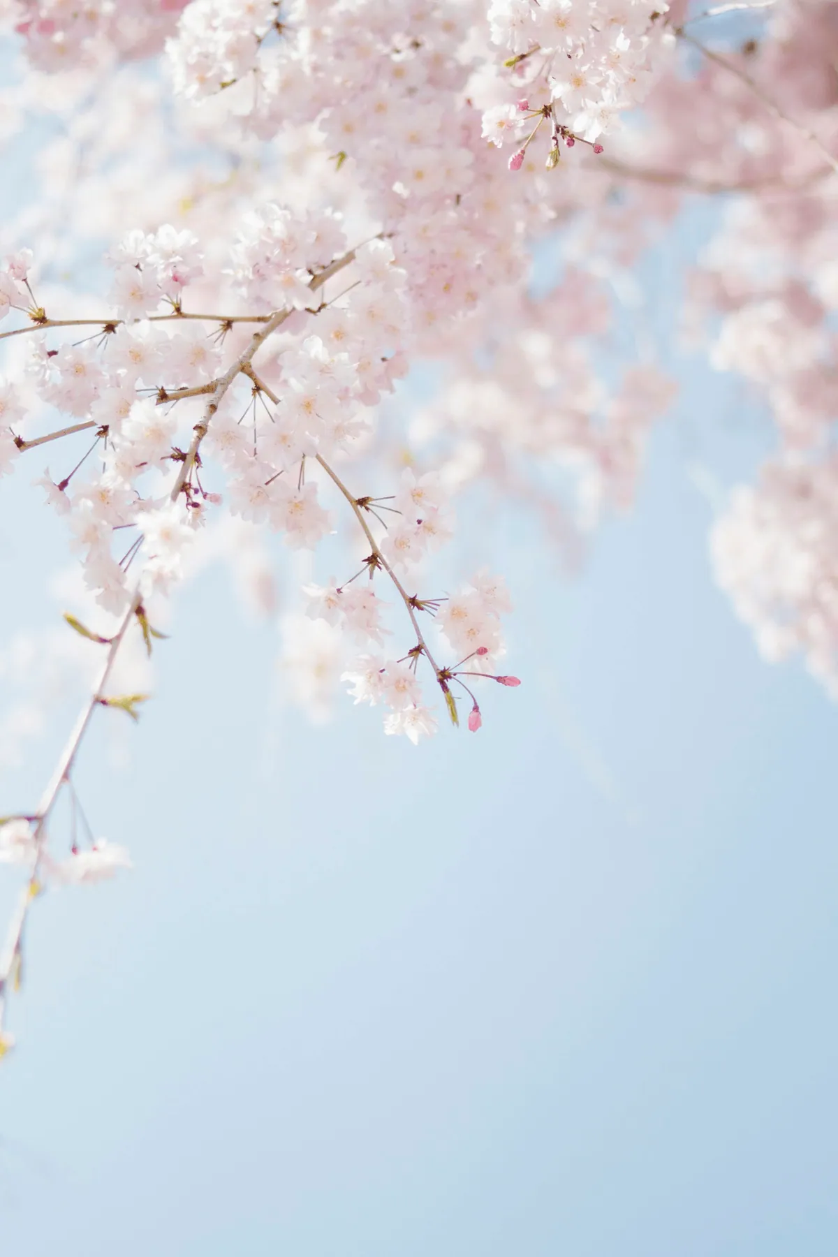Spring blossom from the season the scent was made