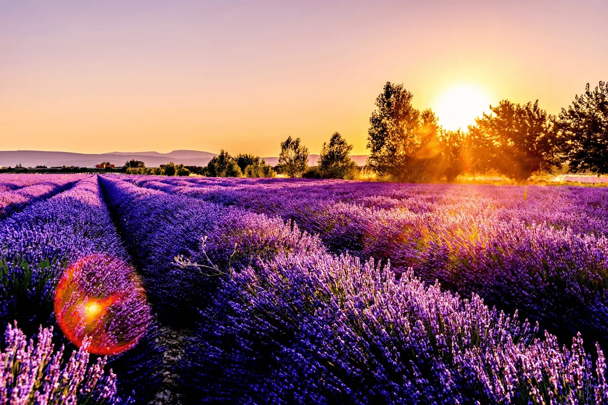 Lavender from the heart of the composition