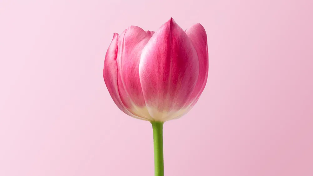 A single bloom against blush